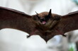 © SuperStock - Canada, Nova Scotia, Liverpool, Little brown bat (Myotis lucifugus) in flight