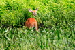 Canada, Nova Scotia, White-tailed deer in meadow
