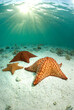 Starfish underwater, Los Roques National Park, Los Roques, Venezuela
