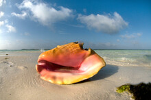 Queen Conch (Eustrombus Gigas) Shell On The Beach, Los Roques, Venezuela