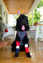 Black Poodle Sitting On The Floor And Dressing Up For Fourth Of July