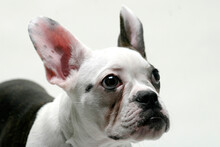 Close-up Of A French Bulldog Puppy