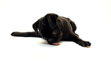 Black Pug Puppy Licking Floor