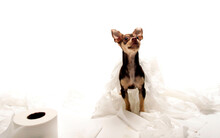 Chihuahua Messed Up Toilet Paper