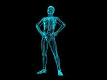 X-ray View Of A Human Skeleton Posing