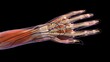 © SuperStock - Female hand and wrist anatomy, back, posterior view, Xray outlined skin, Full color on black background