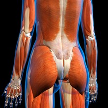 Rear View Of Female Lower Back Muscles Anatomy In Blue X-Ray Outline. Full Color 3D Computer Generated Illustration On Black Background