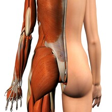 Cross-section Anatomy Of Female Buttocks And Back Muscles