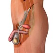 © SuperStock - Male reproductive system, side view section white background