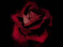 Hermosa Rosa Roja Integrada En Fondo Negro