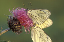 Close-up Of Two Butterflies On A Flower Pollinating