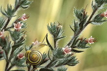 Close-up Of A Snail Crawling On A Plant