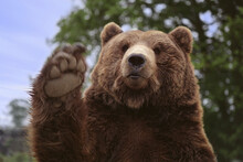 Portrait Of A Brown Bear