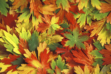 Close-up Of Autumn Leaves