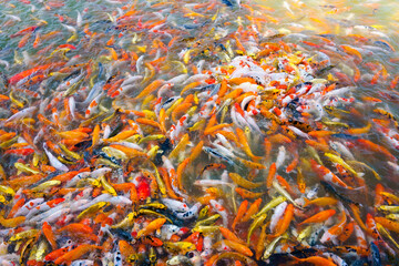 Beautiful carp koi fish swimming in pond in the garden