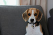 © Nanthicha Khamphumee - Lovely beagle puppy. Cute beagle puppy lying on the sofa.