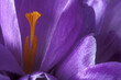 © SuperStock - Close-up of a crocus