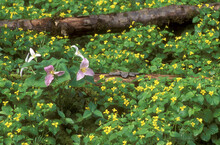 Close-up Of Trilliums And Violet