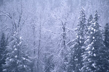 Snow Covered Trees In A Forest