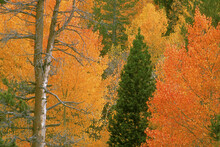 High Angle View Of Trees In A Forest, Sierra Nevada Mountains, California, USA