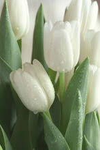 Close-up Of Tulips With Dew Drops