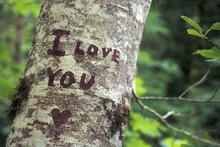 Close-up Of An I Love You Message On A Tree Trunk