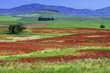 Panoramic View Of A Field Of Wildflowers, Palouse Hills, Washington State, USA