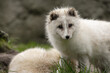 © SuperStock - Close-up of an Arctic Fox