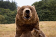 © SuperStock - Close-up of a Brown Bear (Ursus arctos)