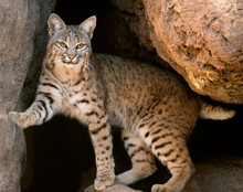 Close-up Of A Bobcat Standing At The Entrance Of A Cave