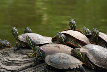 High Angle View Of Turtles, Golden Gate Park, California, USA