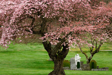 Cherry Tree In A Park, Bremerton, Washington, USA