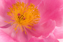 Close-up Of A Peony Flower