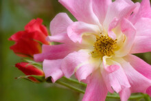 Close-up Of A Pink Rose