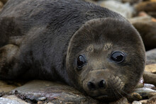 Close-up Of A Southern Elephant Seal Pup (Mirounga Leonina), South Georgia Island, South Sandwich Islands