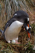 © SuperStock - Gentoo penguins (Pygoscelis papua) hatching eggs in nest, Cooper Bay, South Georgia Island, South Sandwich Islands