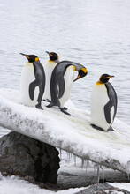 Four King Penguins (Aptenodytes Patagonicus) On An Ice Covered Log, St. Andrews Bay, South Georgia Island, South Sandwich Islands