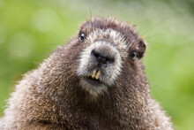 Close-up Of A Marmot