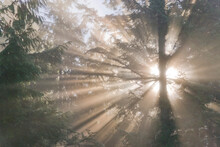 Sunbeams Through Trees In Fog, Scenic Beach State Park, Seabeck, Washington State, USA