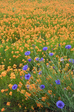 Siberian Wallflowers (Cheiranthus Allionii) And Cornflowers (Centaurea Cyanus) In A Field, Silverton, Oregon, USA
