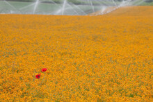 Siberian Wallflowers (Cheiranthus Allionii) And Corn Poppies (Papaver Rhoeas) In A Field, Silverton, Oregon, USA