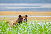 Grizzly Bear (Ursus Arctos Horribilis) Hiding In Grass, Admiralty Island National Monument, Pack Creek Bear Preserve, Alaska, USA