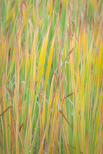 Close-up Of Reeds In A Field, Lac Du Bois Grasslands Park, British Columbia, Canada