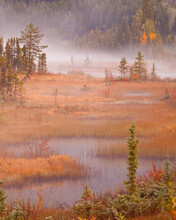Wetlands In Fall, Mount Robson Provincial Park, British Columbia, Canada
