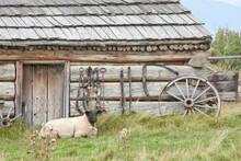 Sheep In Front Of A Log Cabin, Fort Steele, British Columbia, Canada