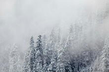 Snowy Trees In Winter, Snoqualmie Pass, Washington State, USA