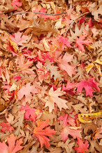 Close-up Of Autumn Leaves, Zion National Park, Utah, USA