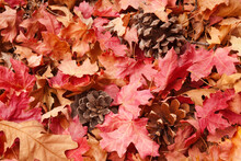 Close-up Of Autumn Leaves With Pine Cones, Zion National Park, Utah, USA