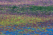 USA, Oregon, Colorful Duck Weed On Tahkenitch Lake