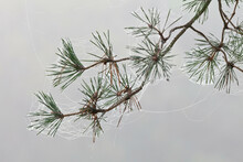 Pine Bough With Spiderwebs On Foggy Morning